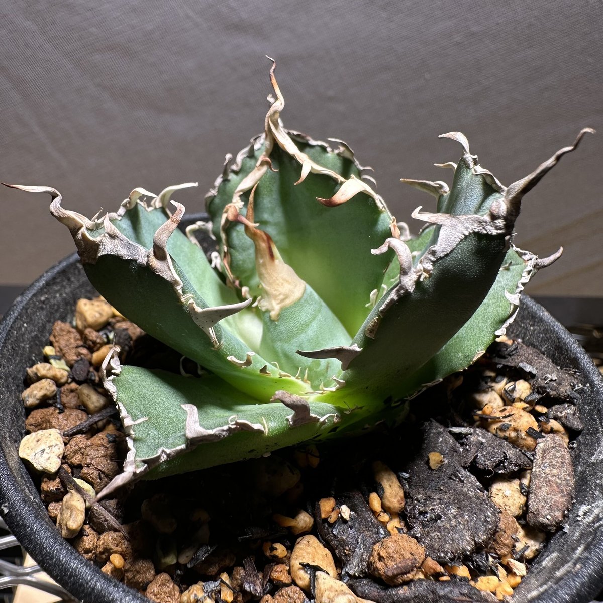 agave titanota 白鯨　鉢ごと