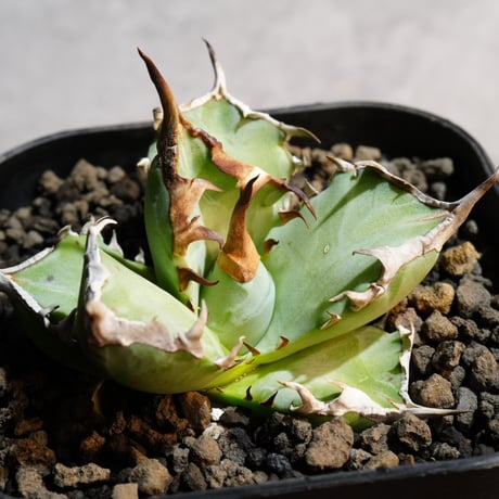 アガベチタノタ鳳凰 | STORES 