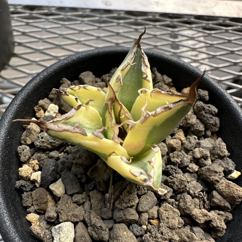 アガベ チタノタ スナグルトゥース／Agave titanota Snaggle Tooth ...