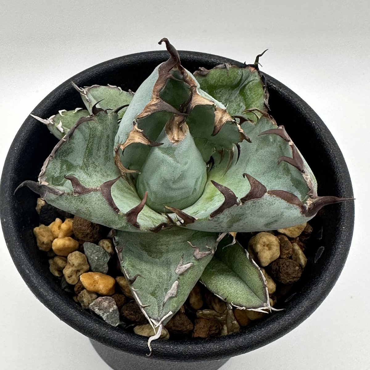 アガベ ブラック アンド ブルー 5号鉢 アガベ チタノタブラックアンドブルー 5合鉢 アガベ チタノタ ブラック