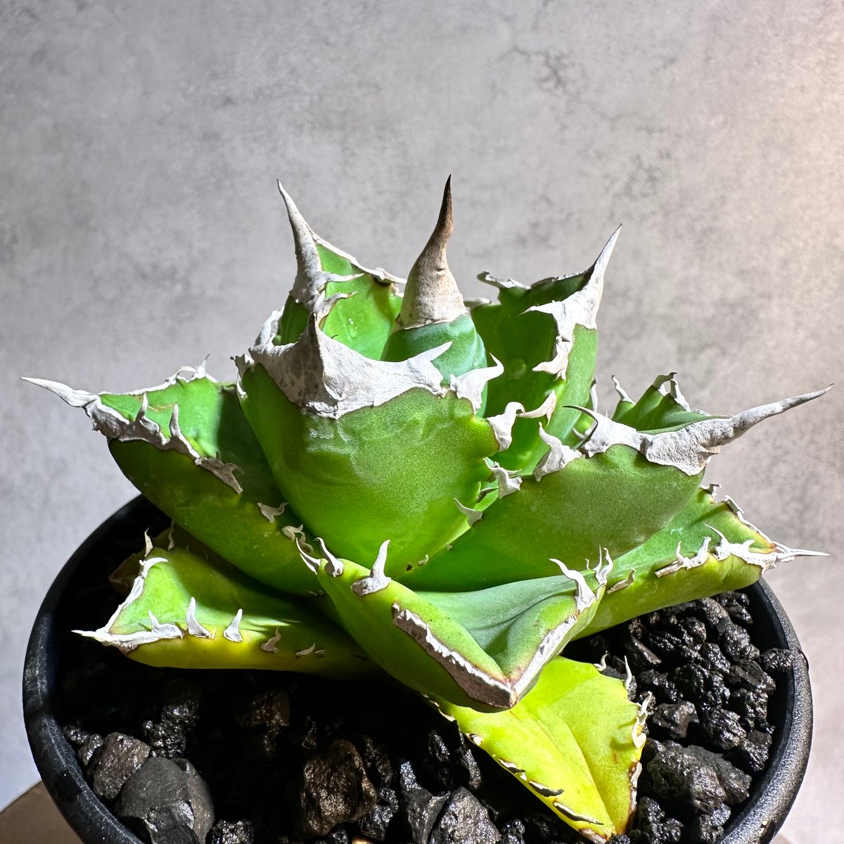 アガベ チタノタ 巨獣 / giant beast(dragon agave産) アガベ チタノタ 巨獣（giant beast）dragon agave産 アガベ チタノタ