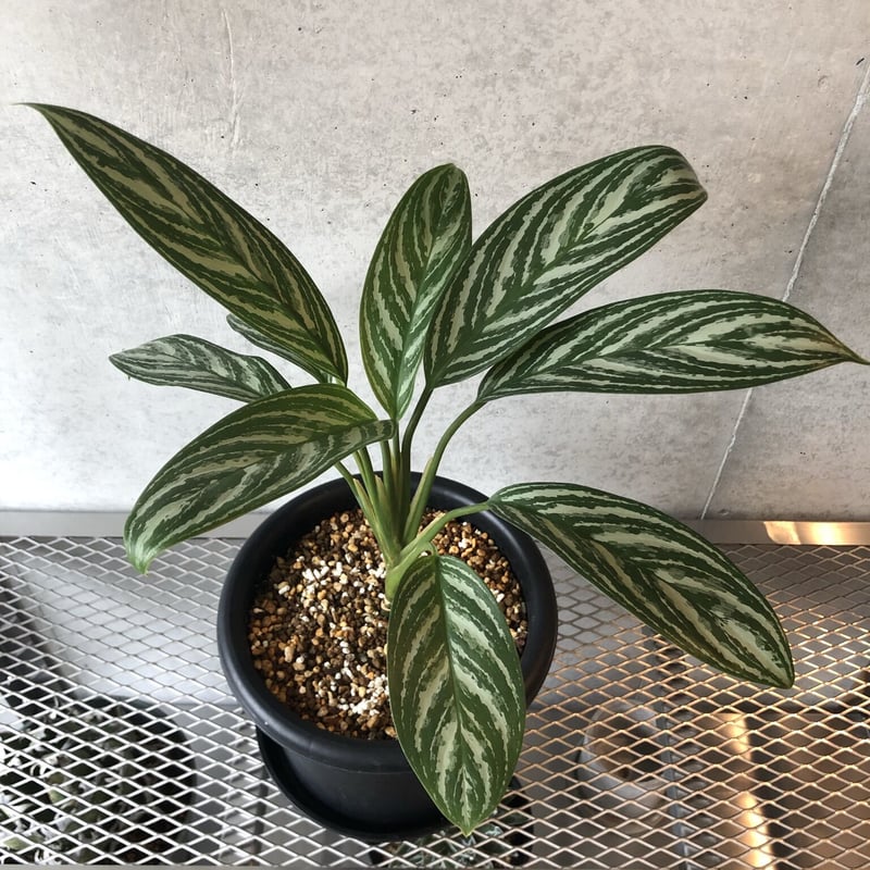 テラリウムアグラオネマ カーティシーAglaonema “Curtisii” - 植物