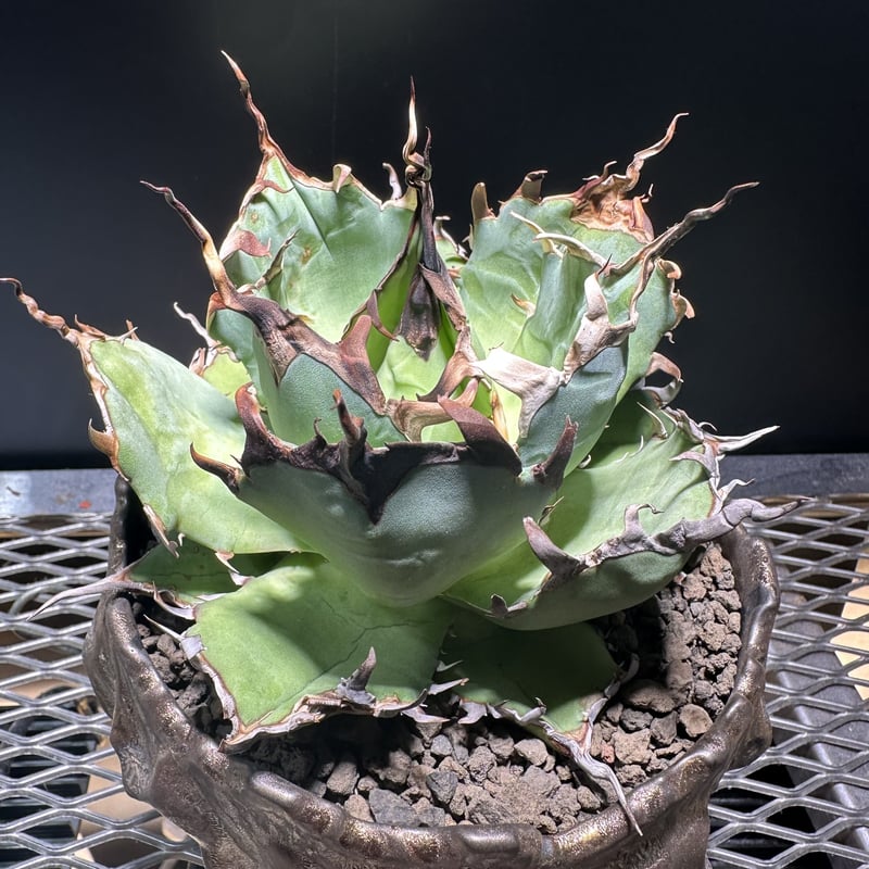 アガベ チタノタ ハデス② (Agave Titanota Hades)