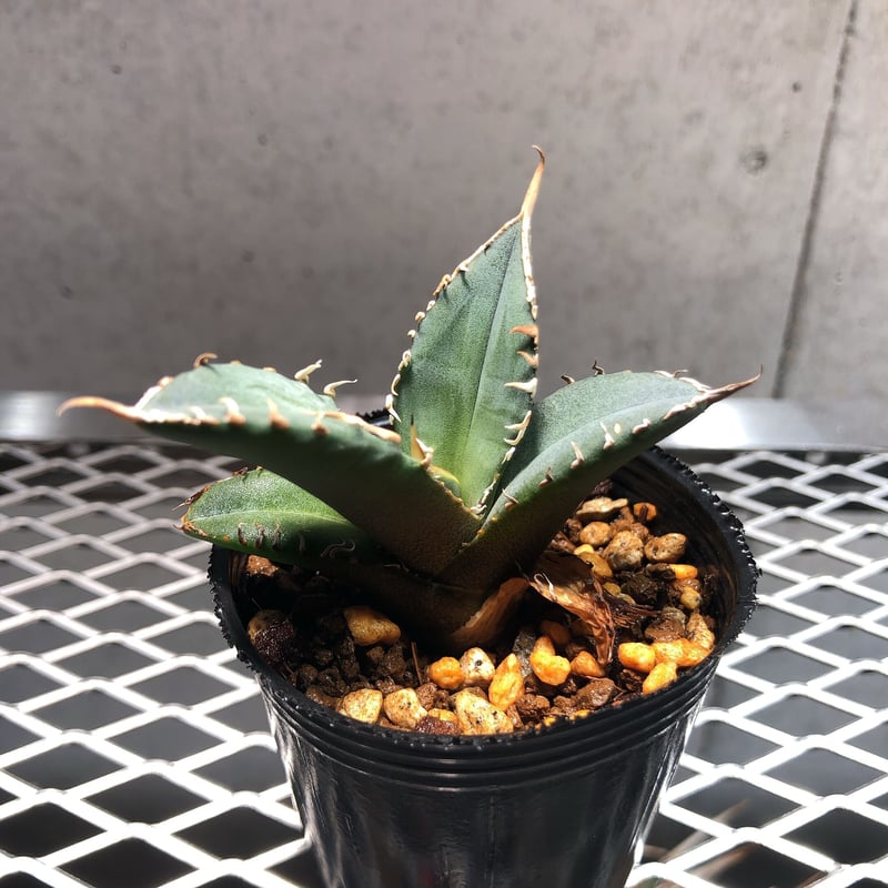 高騰品種】蟹 × 白鯨 hyb アガベチタノタ Agave titanota Agave 高騰品種】蟹 × 白鯨 hyb アガベチタノタ Agave titanota Agave