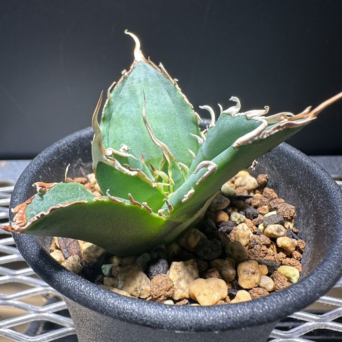 agave titanota アガベ チタノタ 黒鯨 中株 ライムグリーン ムチムチ 