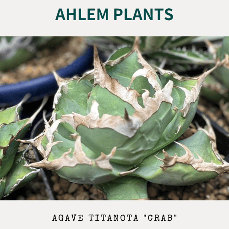 usagi ceramic laboratory 検) goujin アガベ usagi ceramic laboratory 検) goujin アガベ