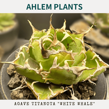 カタチ製作所 mederu pot 大鉢 パキプス アガベ グラキリス カタチ製作所植木鉢③ カタチ製作所 mederu pot 大鉢 パキプス