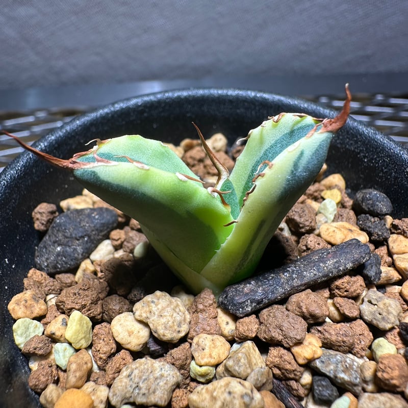 発根済み子株 アガベ チタノタ スナグルトゥース agave titanota