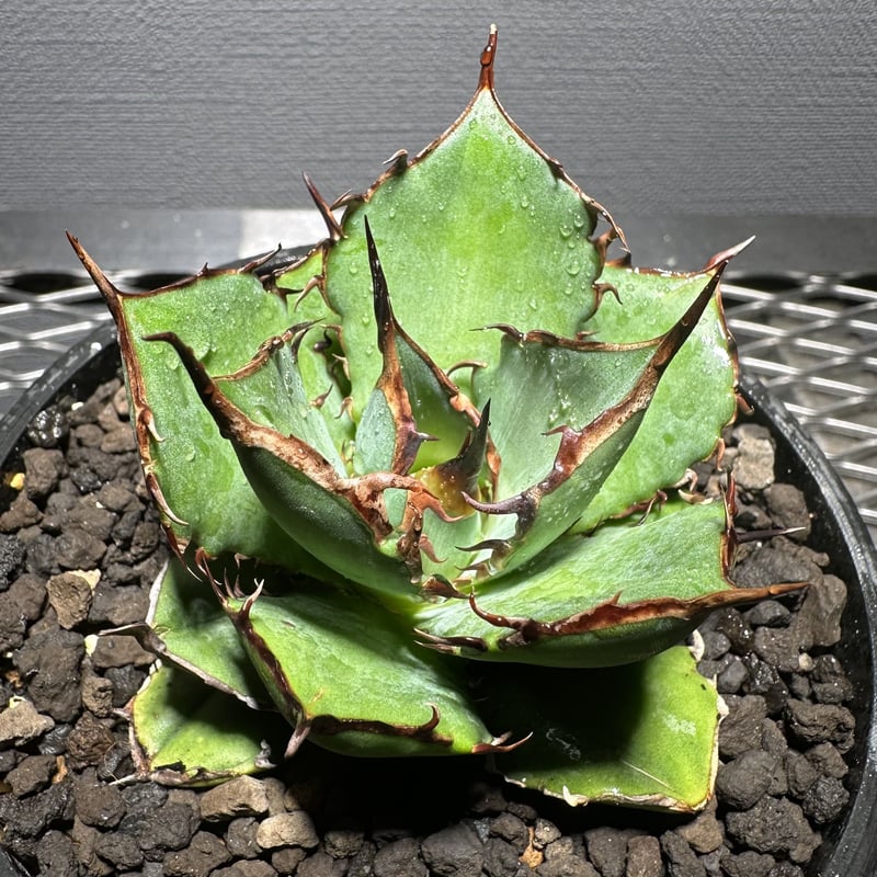 Agave  titanota  'Hades' 恐竜牙歯  黒帝斯