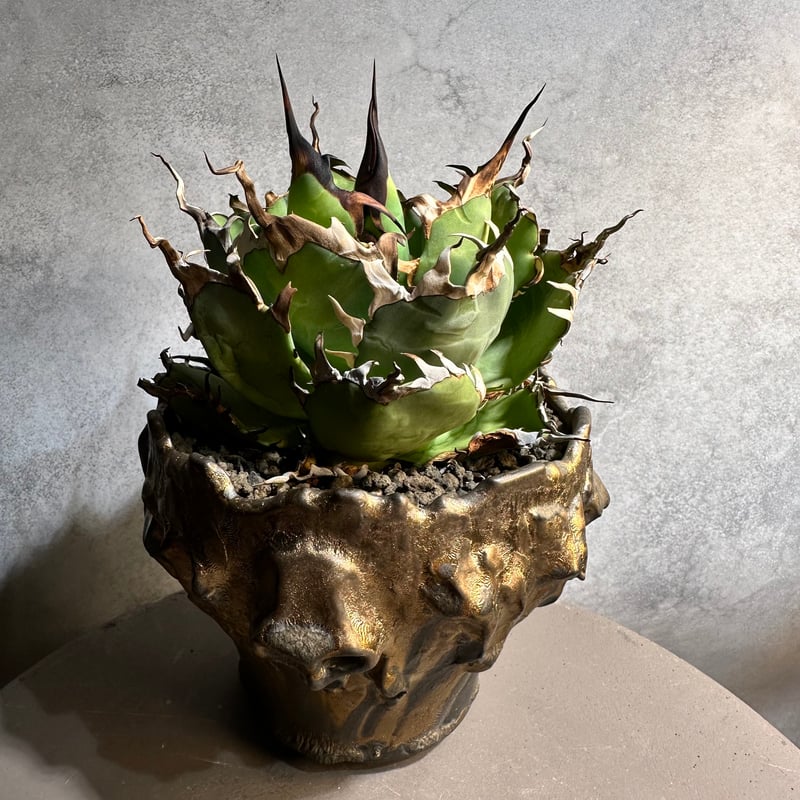collection】アガベ チタノタ ハデス 恐竜牙歯 黒帝斯／Agave titan