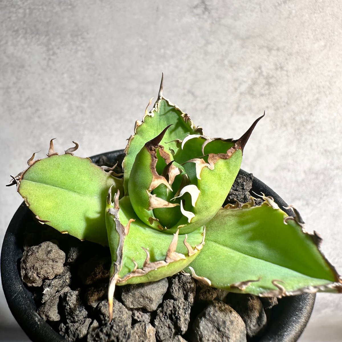 5号 アガベ パラサナ ファイヤーボール （検索 オバティサナ シースター