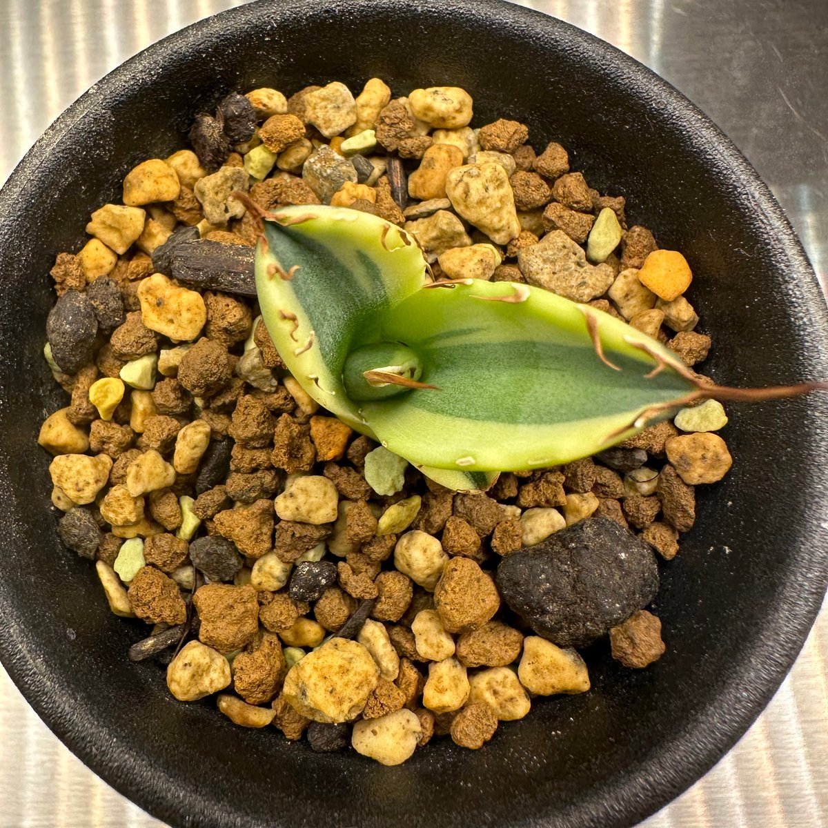 アガベ チタノタ スナグルトゥース/Agave titanota Snaggle Tooth