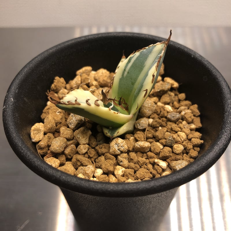 Agave titanota Snaggle Tooth スナグルトゥース