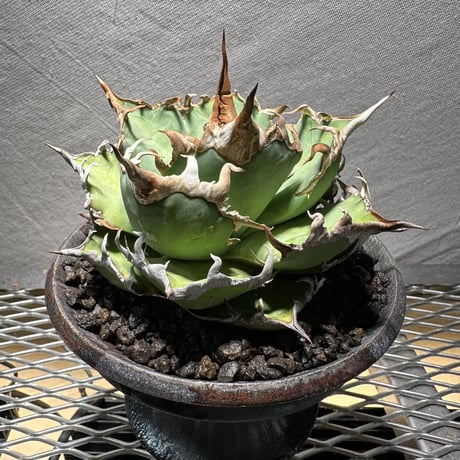 YT-YF アガベ 鉢 検)カタチ製作所 ytyf アガベ チタノタ 陶器鉢