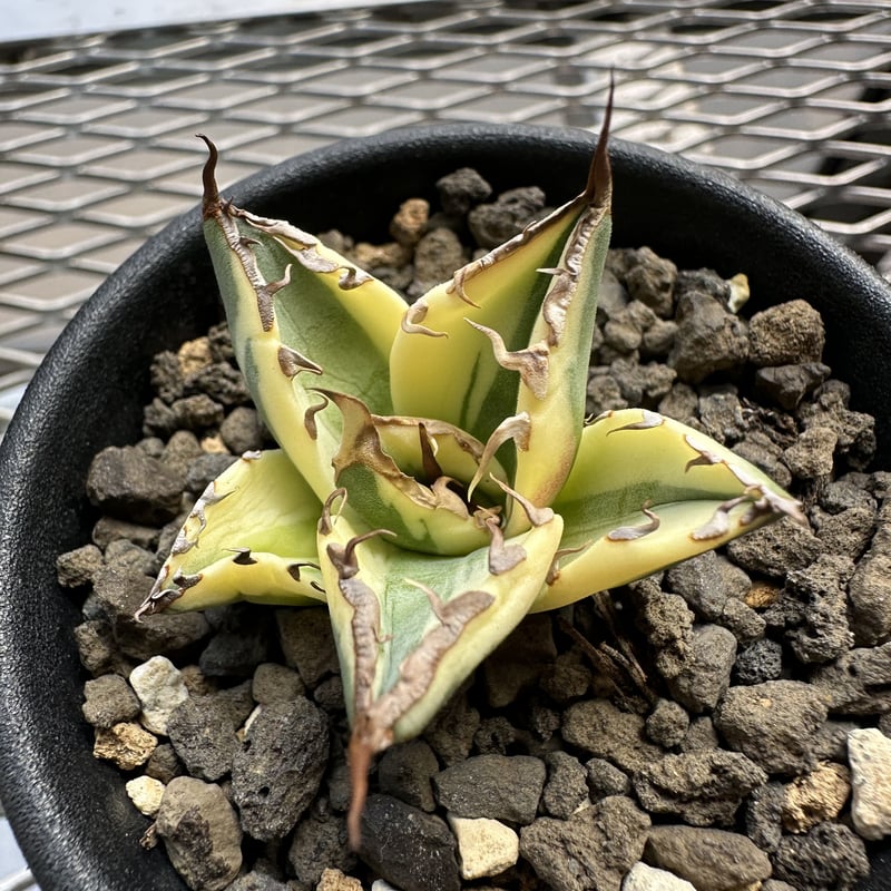 Agave SnaggleTooth アガベ US産スナグルトゥース - 観葉植物