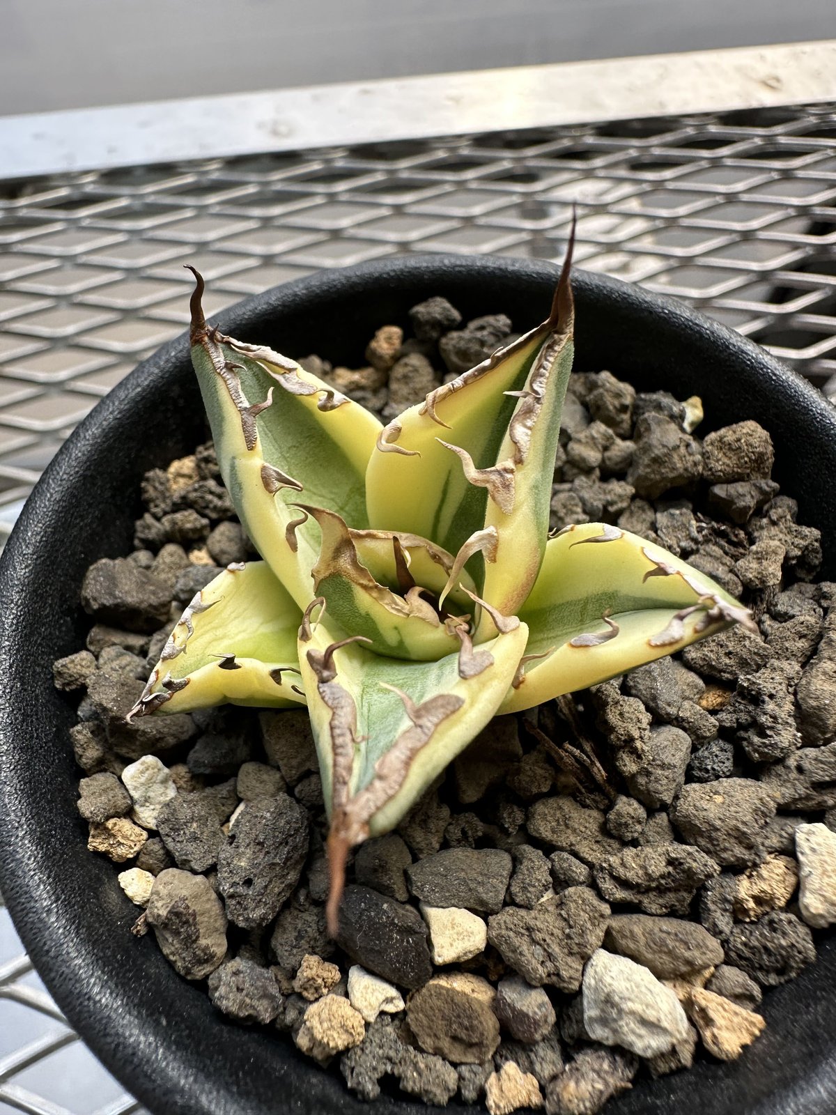 アガベ チタノタ スナグルトゥース／Agave titanota Snaggle Tooth no.2304001