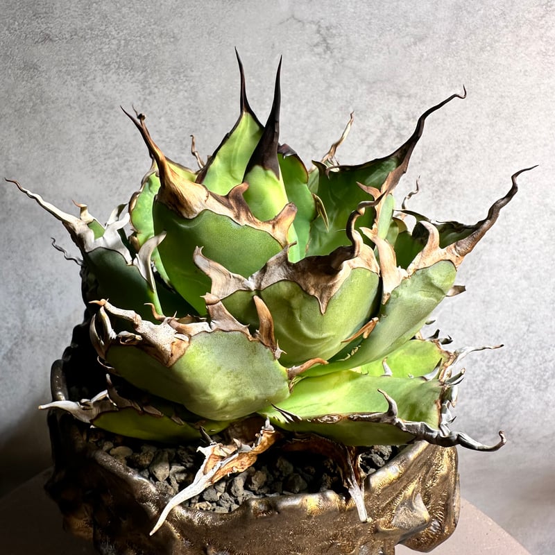 希少】アガベ 妖炎✕黒帝斯 ユタエンシス✕ハデス ハイブリッド