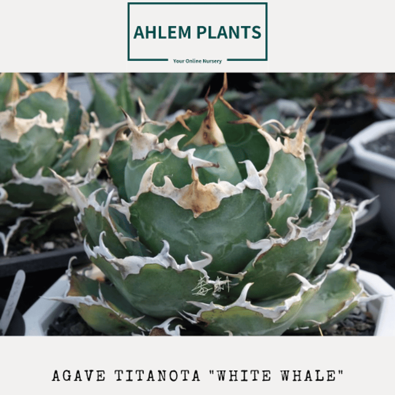 AGAVE 】アガベ チタノタ 白鯨 アガベ チタノタ 白鯨／Agave titanota
