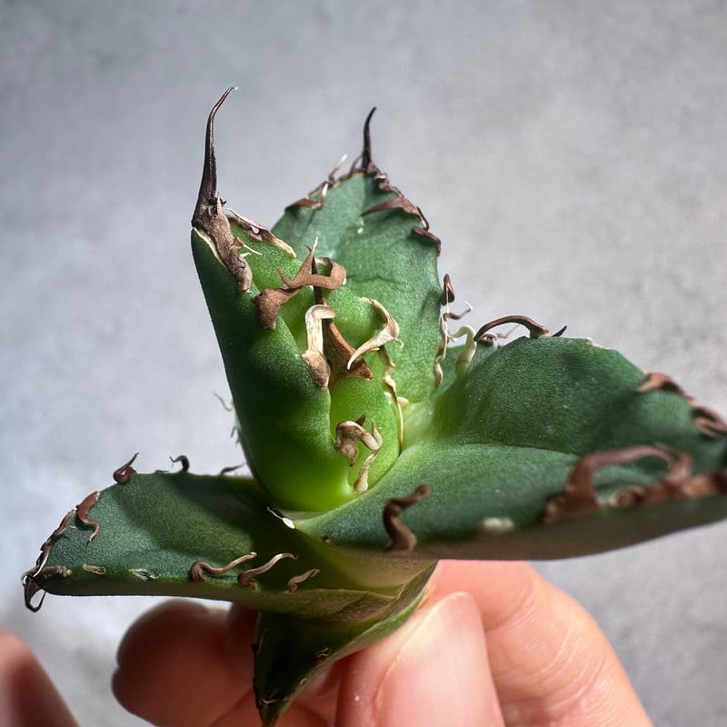 アガベシーザーcaesar 親株