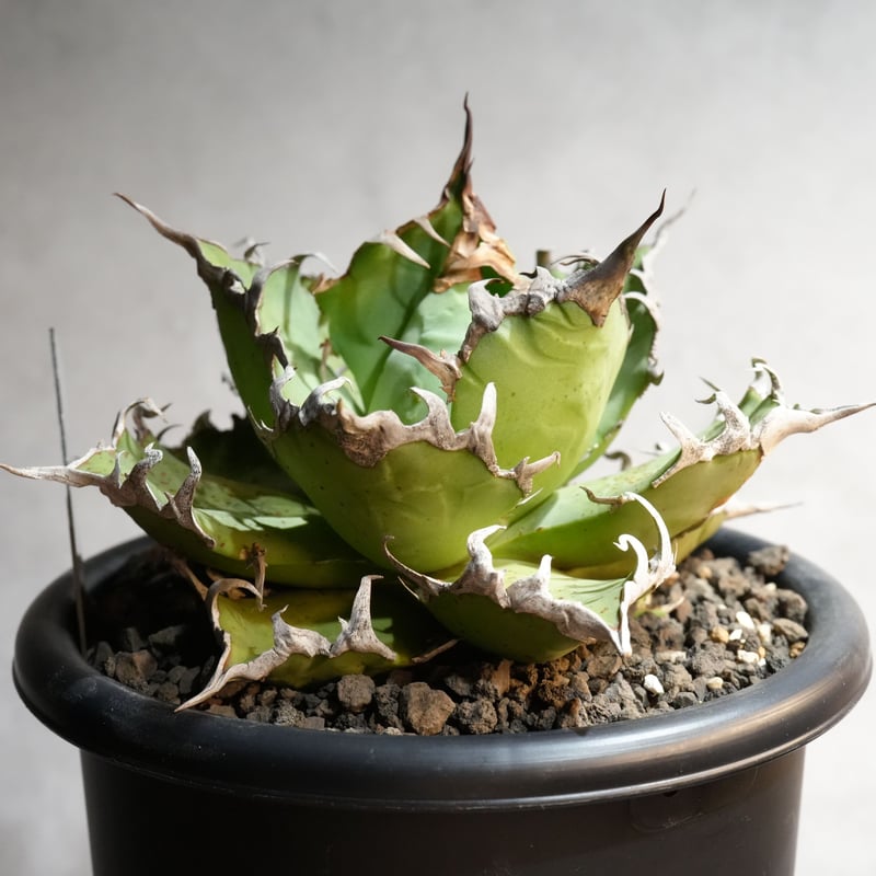 ややボール型（台湾株）アガベ チタノタ 凱撒 シーザー CAESAR