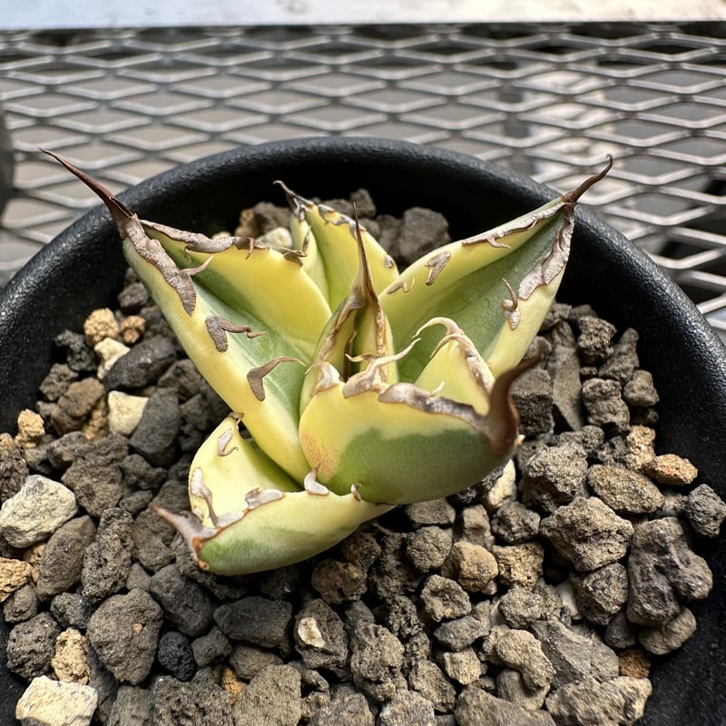 アガベ チタノタ スナグルトゥース／Agave titanota Snaggle Tooth ...