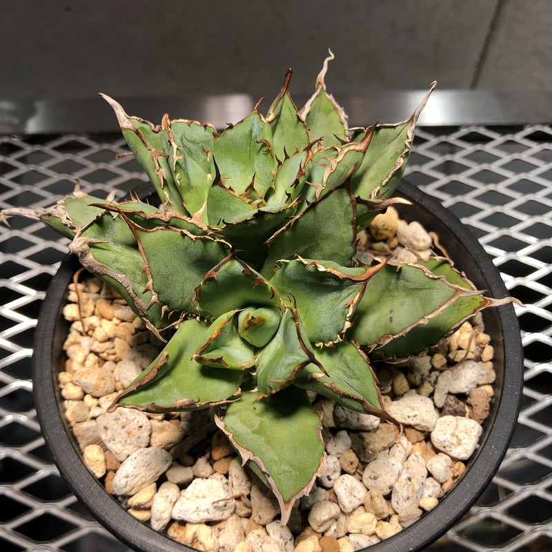 AGAVE  TITANOTA アガベ　チタノタ　フィリグリー　圓葉拇指