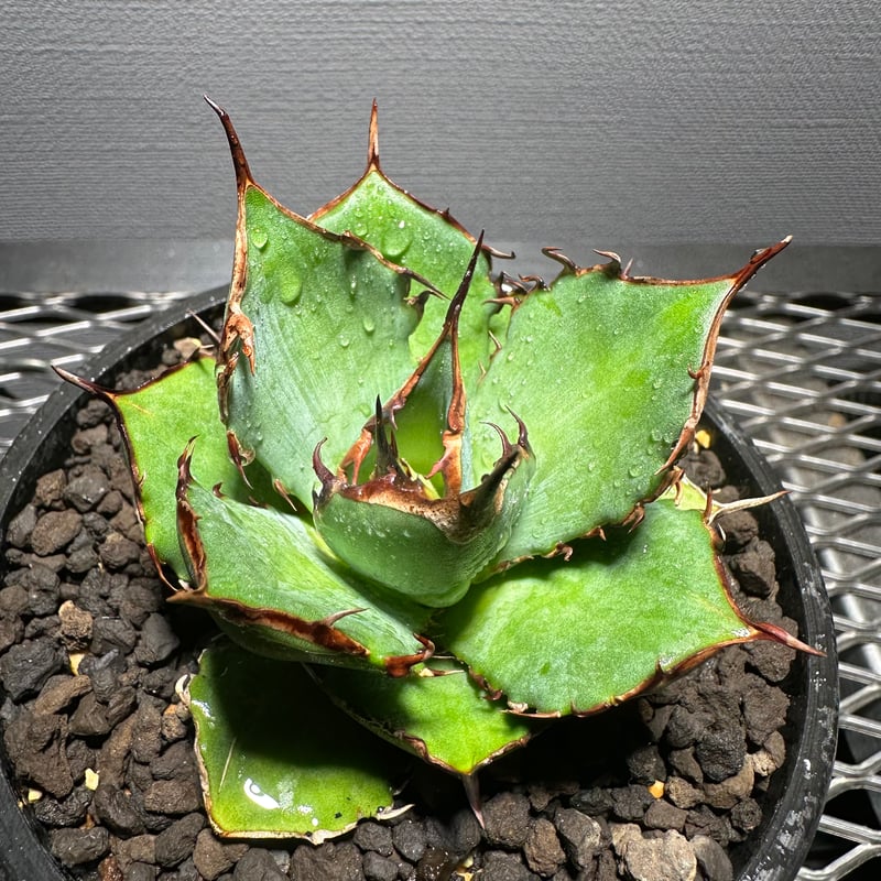 Agave titanota Hades 恐竜牙歯 アガベ チタノタ ハデス-