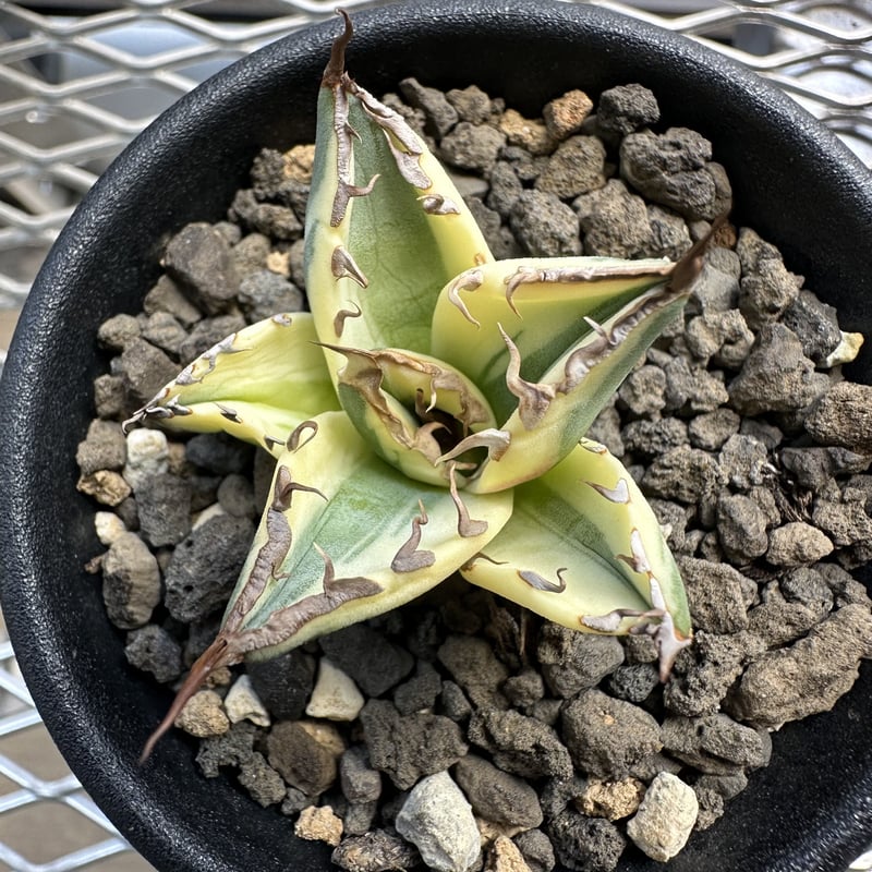 アガベ チタノタ スナグルトゥース／Agave titanota Snaggle Tooth