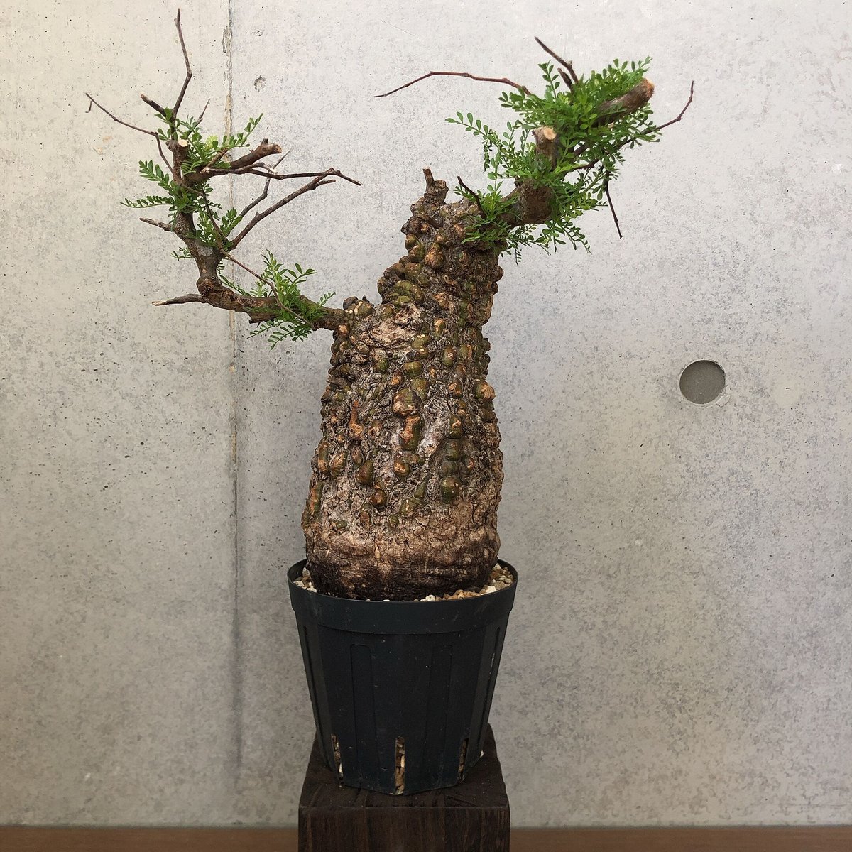 【新品未使用】OZWRT Spirit of Pachypodium グラキリス 新品未使用】OZWRT Spirit of Pachypodium グラキリス TOPPAGE│OZWRT