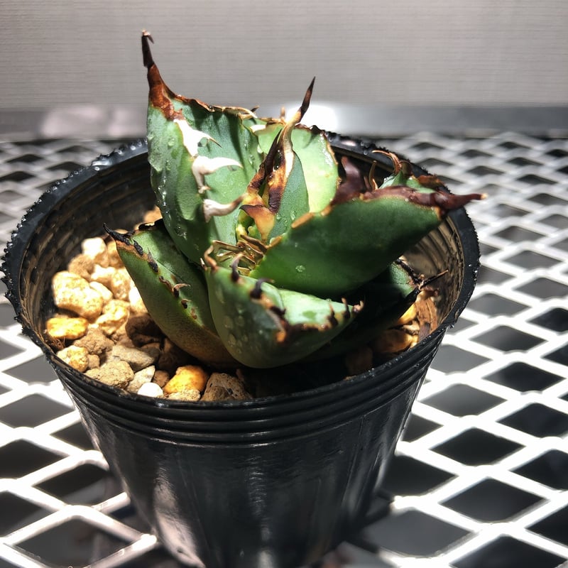 ♥️アガベ】黒鯨コレクション株