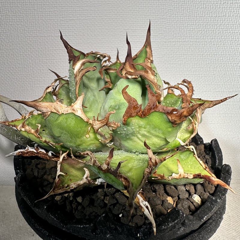 アガベ チタノタ シーザー コレクション株 Agave titanota caesar