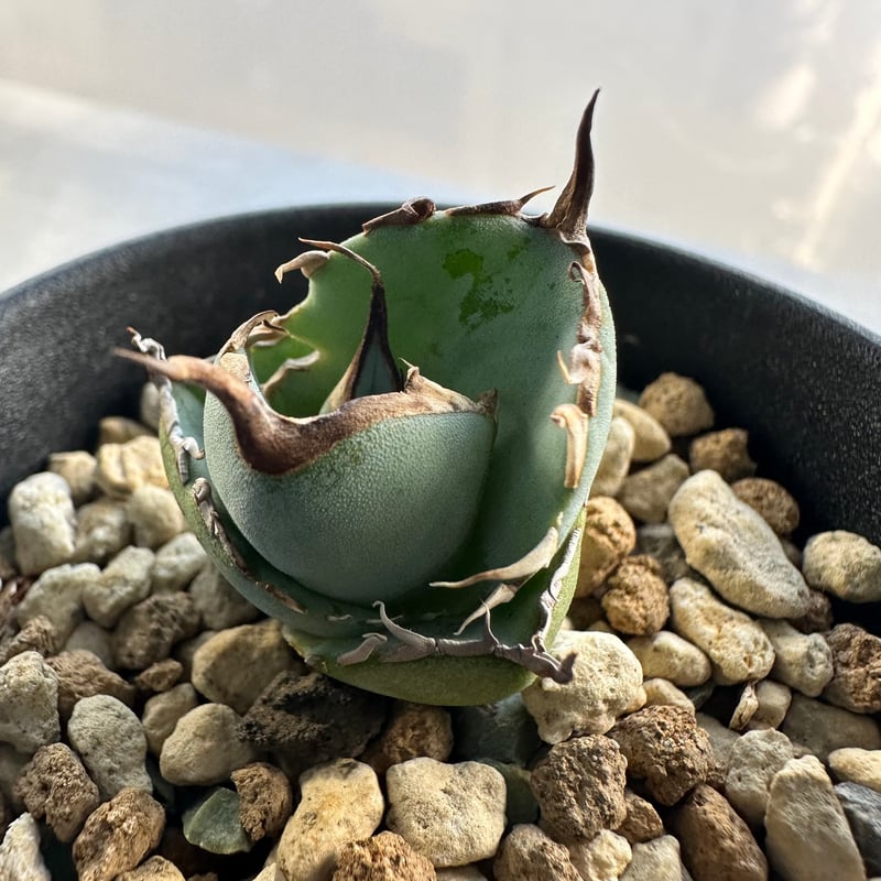 アガベ チタノタ cj11 親株 鉢ごと 台湾株 皇冠 クラウン アガベ