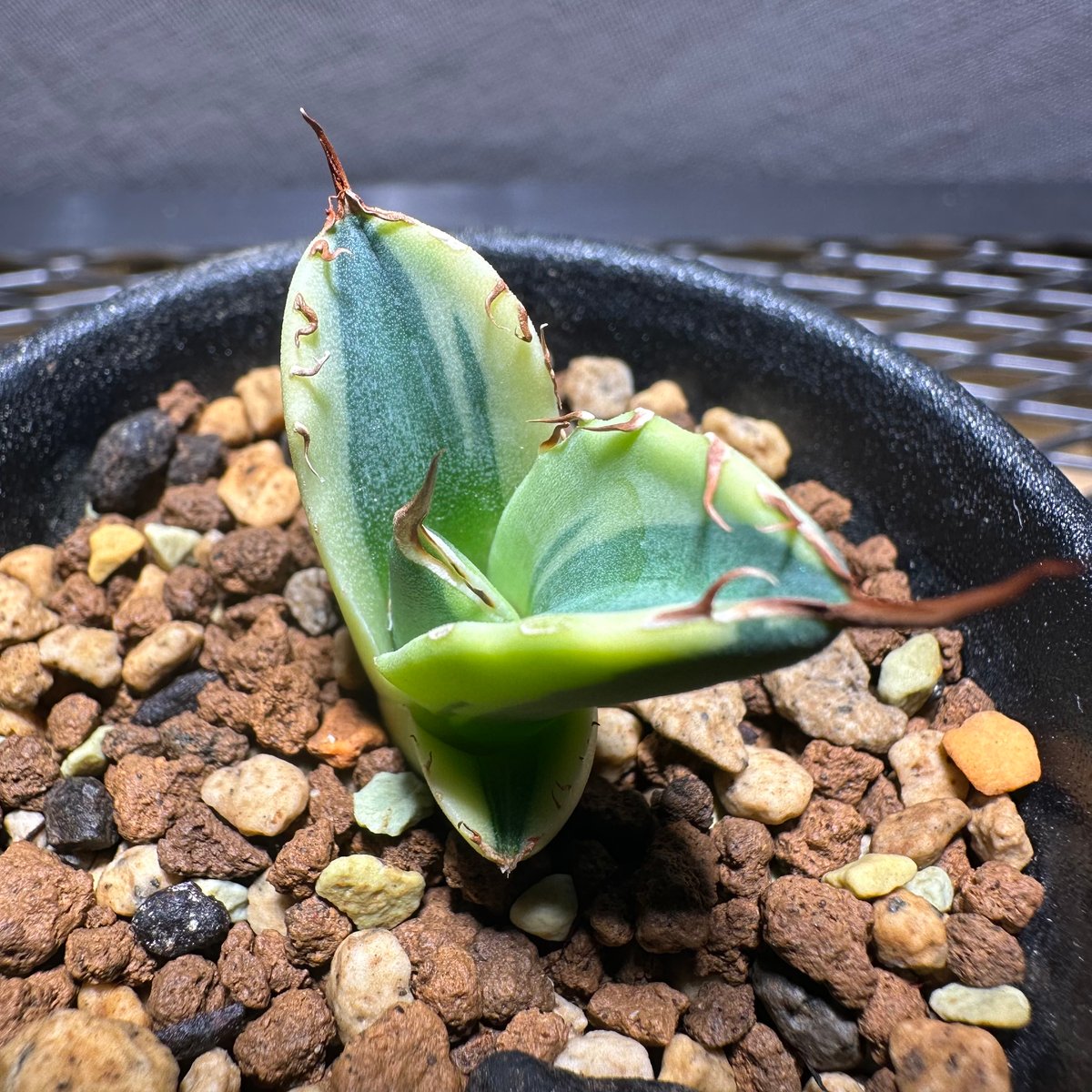 アガベ チタノタ スナグルトゥース／Agave titanota Snaggle Tooth ...