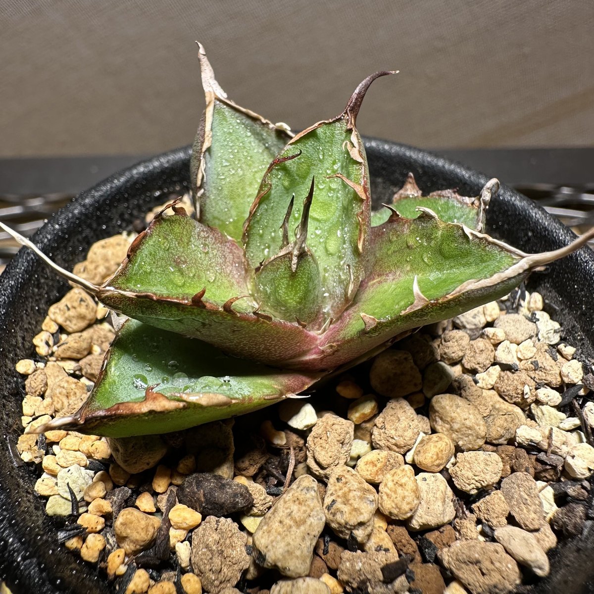 Agave titanota Hades 恐竜牙歯 アガベ チタノタ ハデス