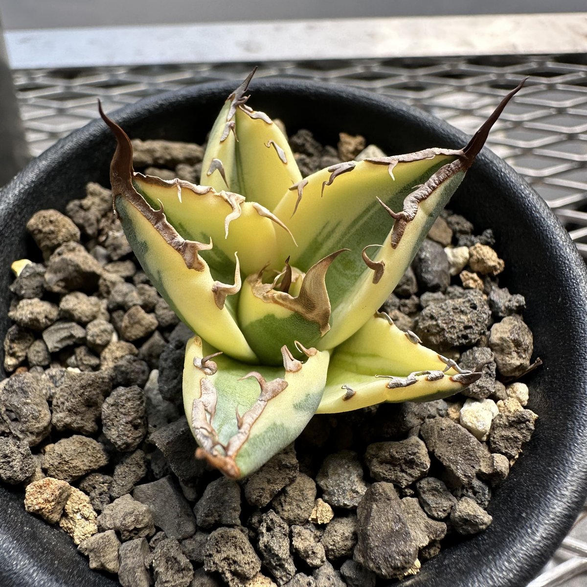 アガベ チタノタ スナグルトゥース/Agave titanota Snaggle Tooth ...