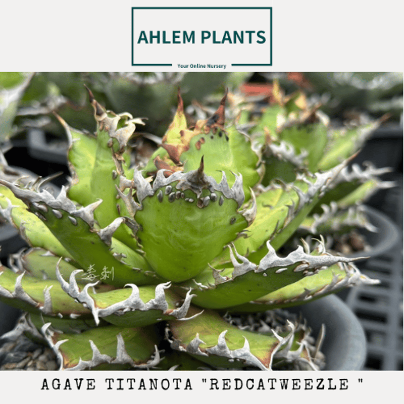 アガベ レッドキャットウィーズル OC レッドキャットウィーズル | STORES