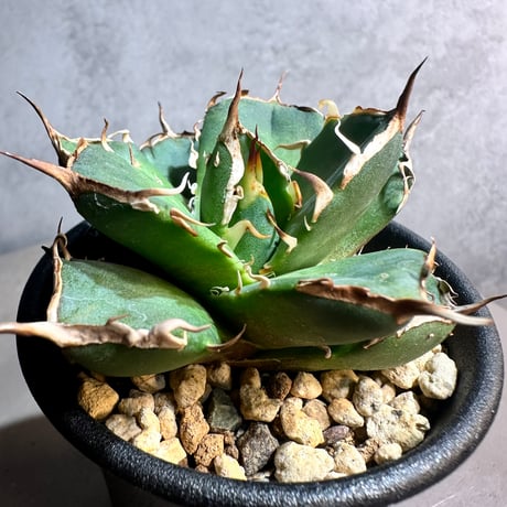 P7938】【台湾産新種！超希少チタノタ】 アガベ チタノタ 巨獣 Agave 