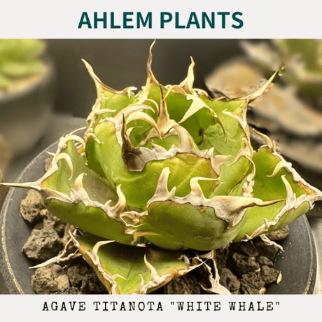 陶器鉢　Konect コネクト 陶器鉢Konect コネクト