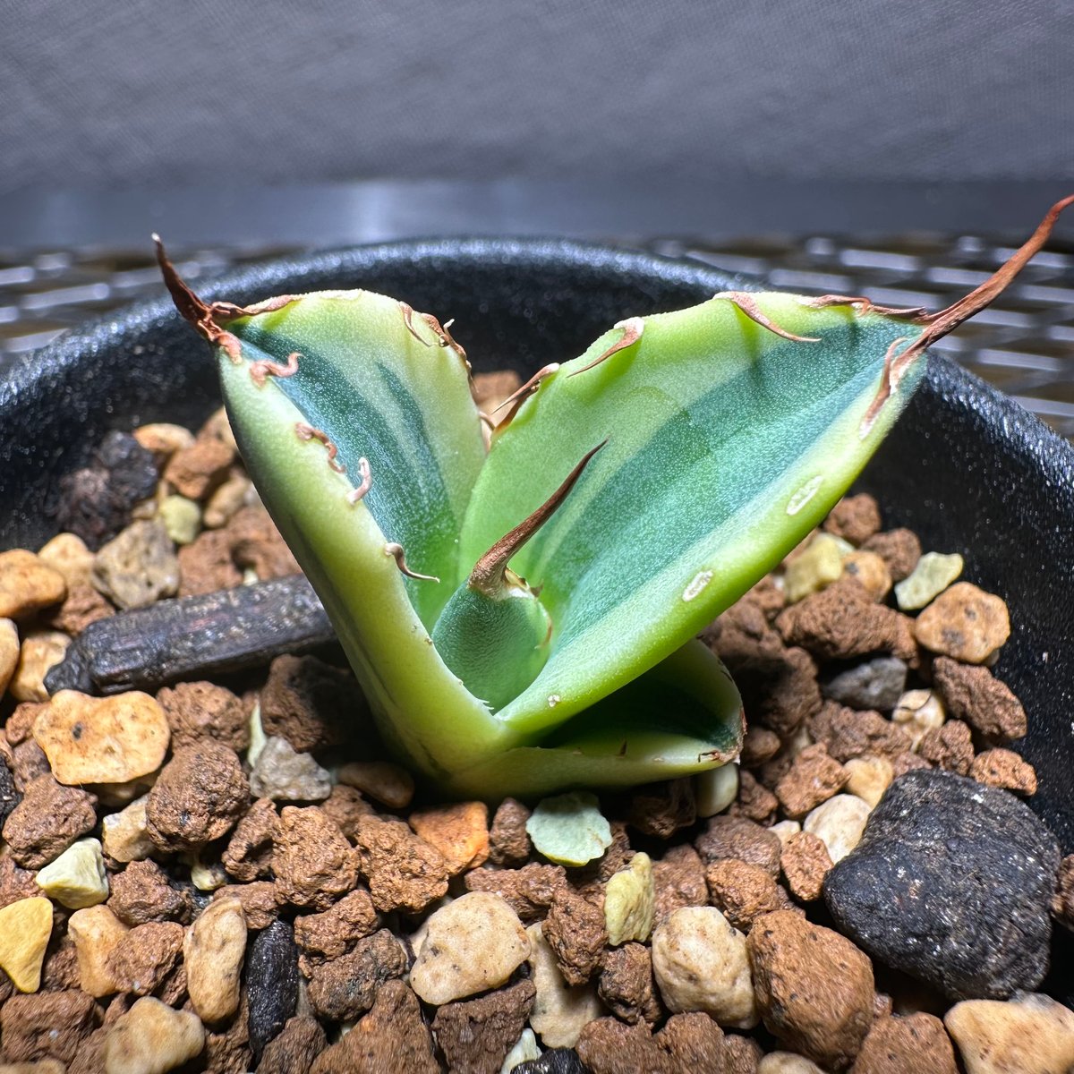 発根済み子株 アガベ チタノタ スナグルトゥース agave titanota