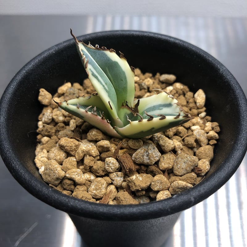 全斑 オバケ アガベチタノタ スナグルトゥース 胴切 子株 全斑 オバケ アガベチタノタ スナグルトゥース 胴切 子株 アガベ