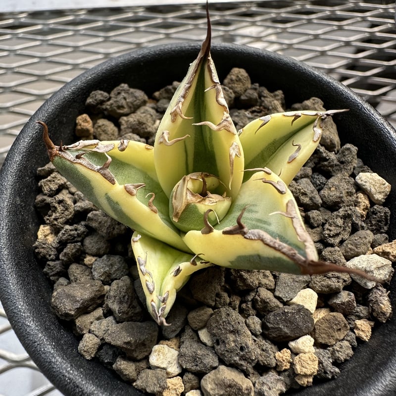 アガベ チタノタ スナグルトゥース “snaggle tooth“ - 植物/観葉植物