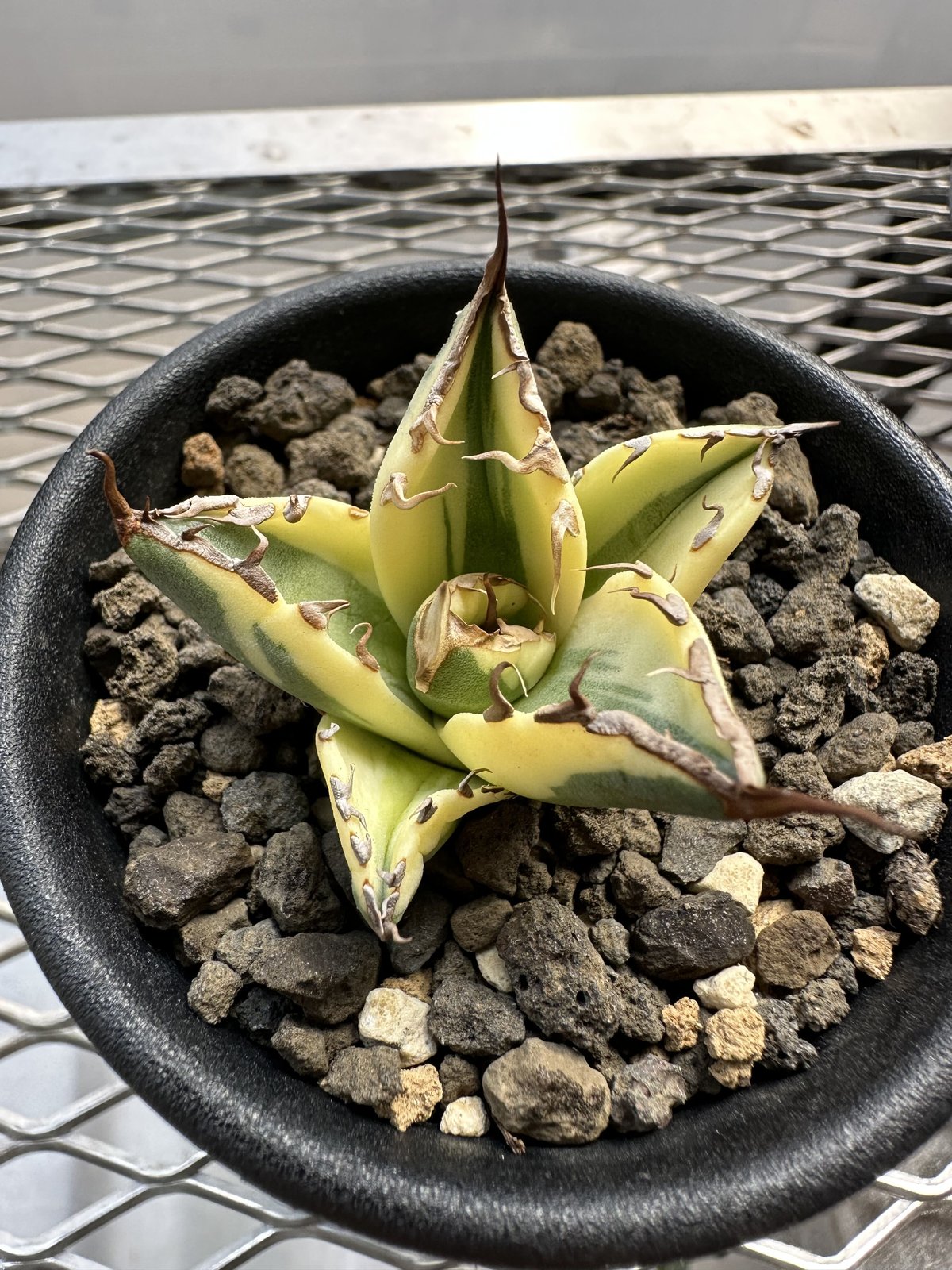 アガベ チタノタ スナグルトゥース／Agave titanota Snaggle Tooth ...