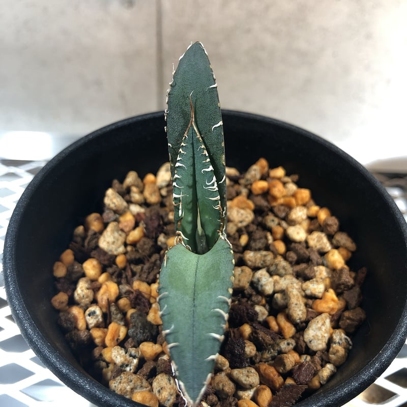 アガベ チタノタ 白鯨? 子株付 Agave Titanota Oteroi-