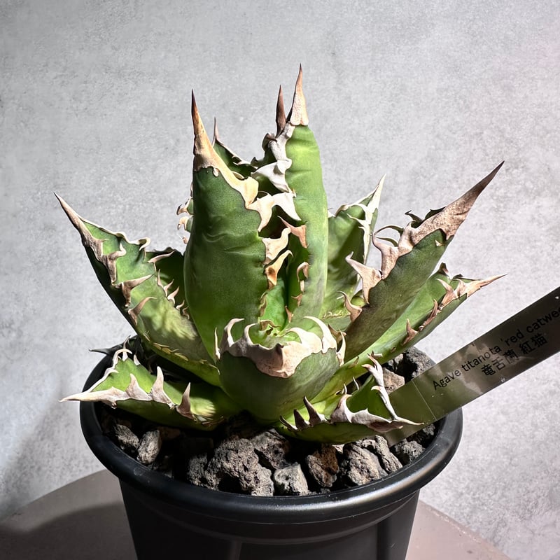 ザリBEETテールイノウエコミネキジマレア物希少JMC ザリBEETテール