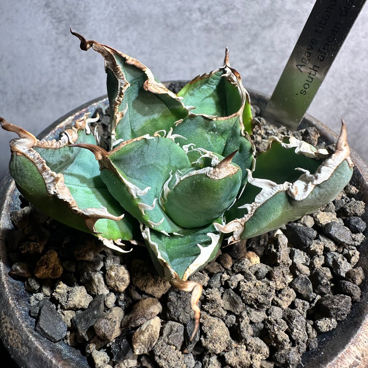 collection】アガベ チタノタ 南アフリカダイアモンド／Agave titanota...