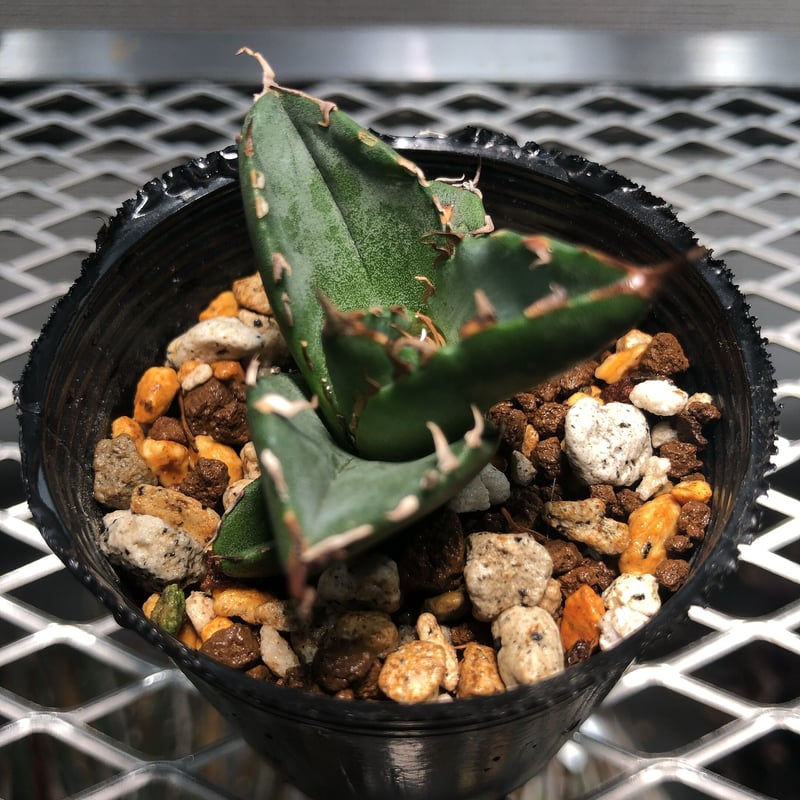 アガベ　チタノタ　白鯨　AGAVE