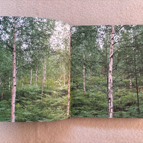 Curly Birch Visakoivu 洋書
