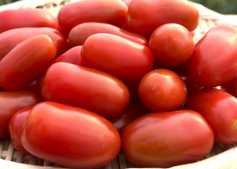 北海道産 ミニトマト フラガール 6kg（冷蔵便） | 北海道Uファーム