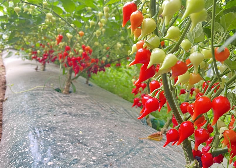 辛みの少ないトウガラシ ビキーニョ 500g | 北海道Uファーム