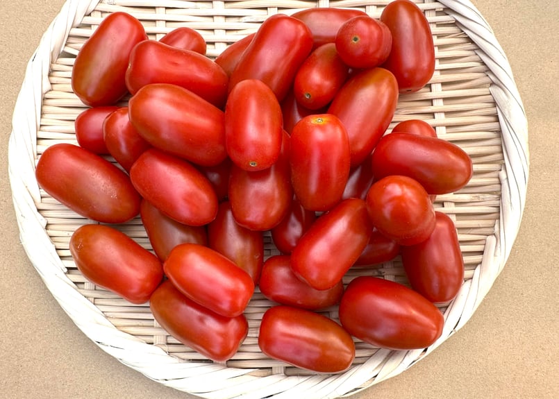 北海道産 ミニトマト フラガール 3kg（冷蔵便） | 北海道Uファーム